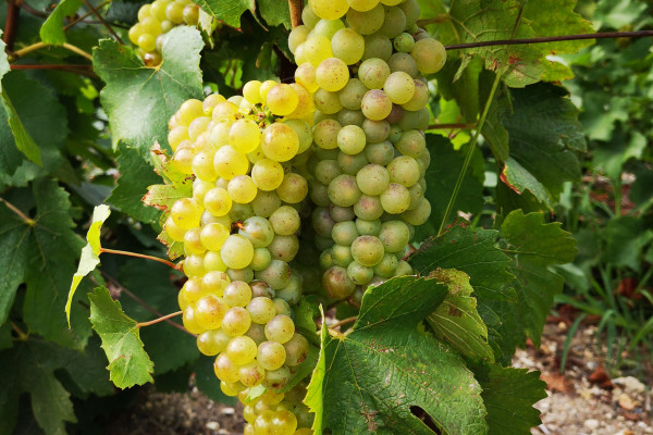 big-ticket-image-5fdce6a67a6a9806956335-cropped600-400